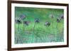 Watery Flower show-Claire Westwood-Framed Art Print