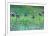 Watery Flower show-Claire Westwood-Framed Art Print