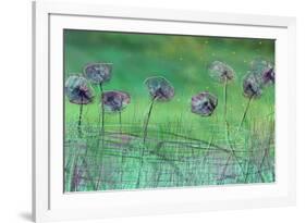 Watery Flower show-Claire Westwood-Framed Art Print