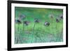 Watery Flower show-Claire Westwood-Framed Art Print