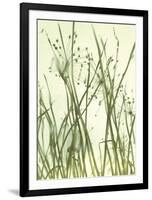 Watery Grasses 1-Jenny Kraft-Framed Art Print