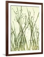 Watery Grasses 1-Jenny Kraft-Framed Art Print