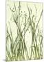 Watery Grasses 1-Jenny Kraft-Mounted Art Print