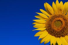Sunflower-Watiporn-Laminated Photographic Print