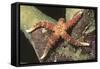 Watson's Sea Star-Hal Beral-Framed Stretched Canvas