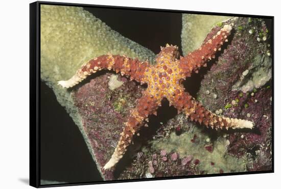 Watson's Sea Star-Hal Beral-Framed Stretched Canvas