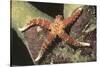 Watson's Sea Star-Hal Beral-Stretched Canvas