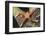 Watson's Sea Star-Hal Beral-Framed Photographic Print