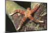 Watson's Sea Star-Hal Beral-Mounted Photographic Print