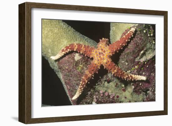 Watson's Sea Star-Hal Beral-Framed Photographic Print