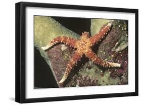 Watson's Sea Star-Hal Beral-Framed Photographic Print