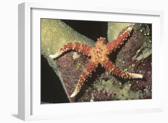 Watson's Sea Star-Hal Beral-Framed Photographic Print