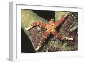 Watson's Sea Star-Hal Beral-Framed Photographic Print