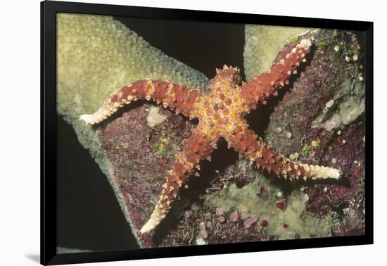 Watson's Sea Star-Hal Beral-Framed Photographic Print