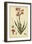 Watsonia, Pl. CCLXXVI-Phillip Miller-Framed Art Print