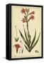 Watsonia, Pl. CCLXXVI-Phillip Miller-Framed Stretched Canvas