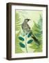 Wattlebird Hiding in the Fernery-Trudy Rice-Framed Art Print