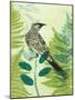 Wattlebird Hiding in the Fernery-Trudy Rice-Mounted Art Print