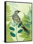 Wattlebird Hiding in the Fernery-Trudy Rice-Framed Stretched Canvas