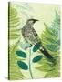 Wattlebird Hiding in the Fernery-Trudy Rice-Stretched Canvas