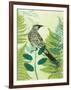 Wattlebird Hiding in the Fernery-Trudy Rice-Framed Art Print