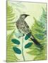 Wattlebird Hiding in the Fernery-Trudy Rice-Mounted Art Print