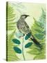 Wattlebird Hiding in the Fernery-Trudy Rice-Stretched Canvas