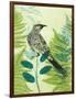 Wattlebird Hiding in the Fernery-Trudy Rice-Framed Art Print