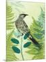 Wattlebird Hiding in the Fernery-Trudy Rice-Mounted Art Print