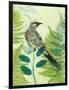 Wattlebird Hiding in the Fernery-Trudy Rice-Framed Art Print