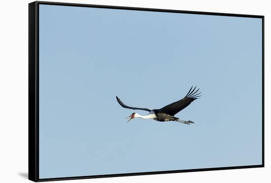 Wattled Crane, Moremi Game Reserve, Botswana-Paul Souders-Framed Stretched Canvas