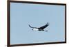 Wattled Crane, Moremi Game Reserve, Botswana-Paul Souders-Framed Photographic Print