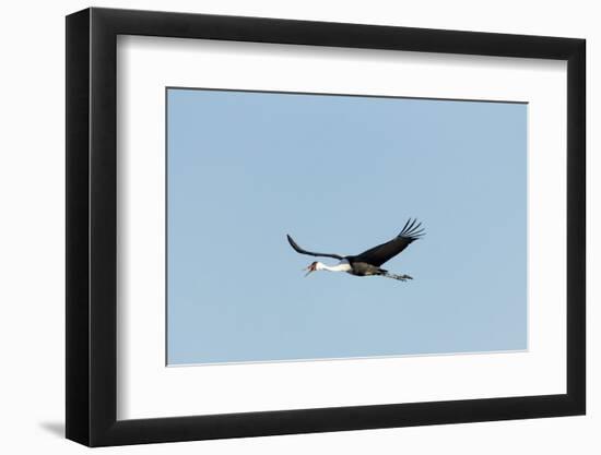 Wattled Crane, Moremi Game Reserve, Botswana-Paul Souders-Framed Photographic Print