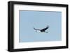 Wattled Crane, Moremi Game Reserve, Botswana-Paul Souders-Framed Photographic Print