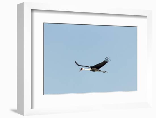 Wattled Crane, Moremi Game Reserve, Botswana-Paul Souders-Framed Photographic Print