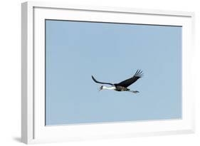 Wattled Crane, Moremi Game Reserve, Botswana-Paul Souders-Framed Photographic Print