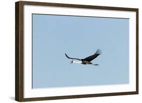 Wattled Crane, Moremi Game Reserve, Botswana-Paul Souders-Framed Photographic Print