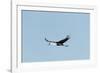 Wattled Crane, Moremi Game Reserve, Botswana-Paul Souders-Framed Photographic Print