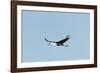 Wattled Crane, Moremi Game Reserve, Botswana-Paul Souders-Framed Photographic Print