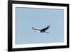 Wattled Crane, Moremi Game Reserve, Botswana-Paul Souders-Framed Photographic Print