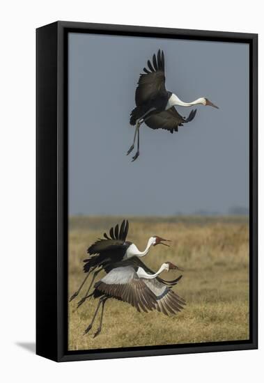 Wattled crane, Okavango Delta, Botswana-Art Wolfe-Framed Stretched Canvas