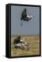 Wattled crane, Okavango Delta, Botswana-Art Wolfe-Framed Stretched Canvas