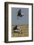 Wattled crane, Okavango Delta, Botswana-Art Wolfe-Framed Photographic Print