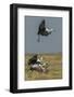 Wattled crane, Okavango Delta, Botswana-Art Wolfe-Framed Photographic Print