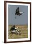 Wattled crane, Okavango Delta, Botswana-Art Wolfe-Framed Photographic Print