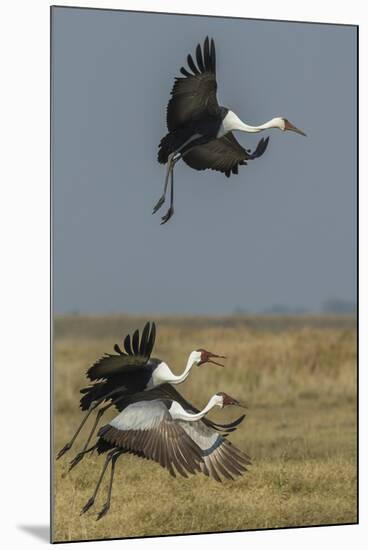 Wattled crane, Okavango Delta, Botswana-Art Wolfe-Mounted Photographic Print