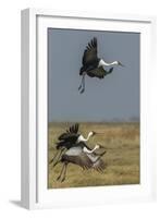 Wattled crane, Okavango Delta, Botswana-Art Wolfe-Framed Photographic Print