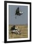 Wattled crane, Okavango Delta, Botswana-Art Wolfe-Framed Photographic Print