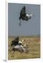 Wattled crane, Okavango Delta, Botswana-Art Wolfe-Framed Photographic Print