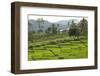 Waturaka Valley, Below Kelimutu Volcano, Moni-Tony Waltham-Framed Photographic Print